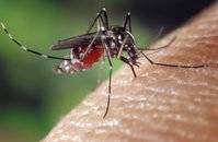 Leishmaniasis
