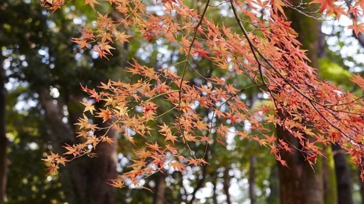 Lugares imprescindibles que visitar en Tokio durante el otoño