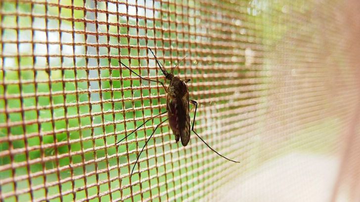 ¿Qué hacer contra las picaduras de mosquito?