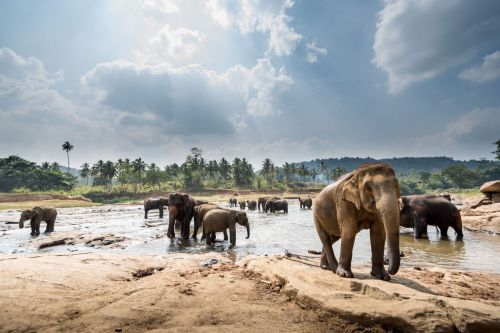 Sri Lanka y sus sorprendentes enclaves naturales y culturales