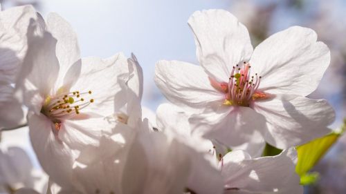 Tokio: Los parques más bonitos para observar el cerezo en flor