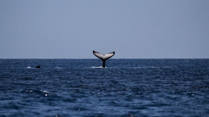 Llega la temporada de avistamiento de ballenas en Costa Rica