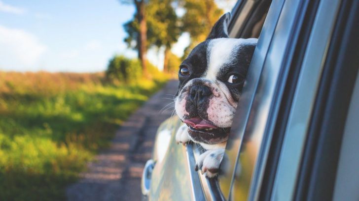 Viajar con mascotas