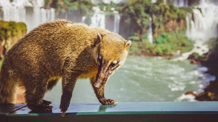 Cataratas del Iguazú: ¿Por qué no disfrutarlas todo el año?