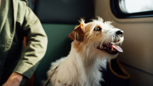 ¿Puedo viajar con mi perro?