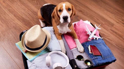 Viajar con perros: "Mi compañero de vida viene conmigo o no vamos"