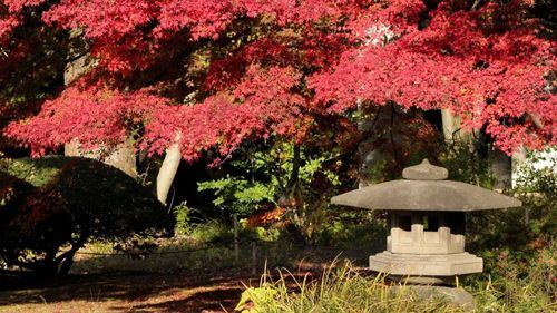 El otoño mágico de Tokio