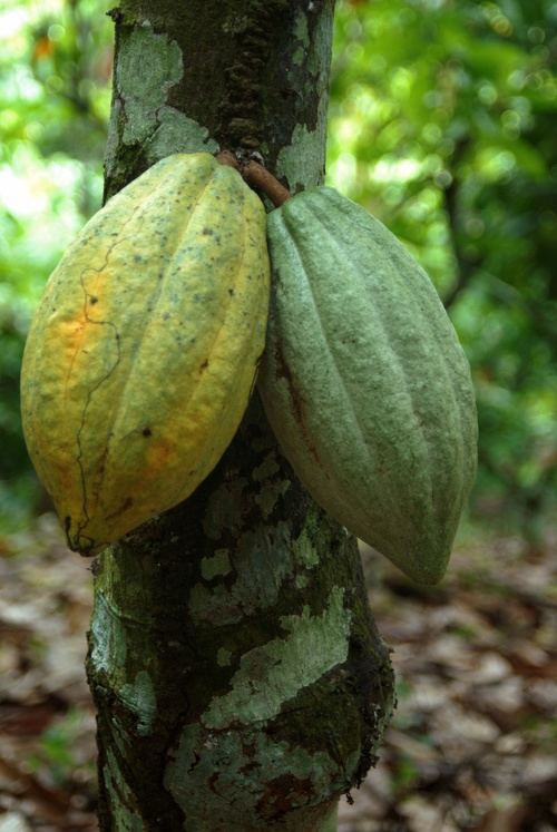 El cacao, un motor turístico, social y cultural en República Dominicana