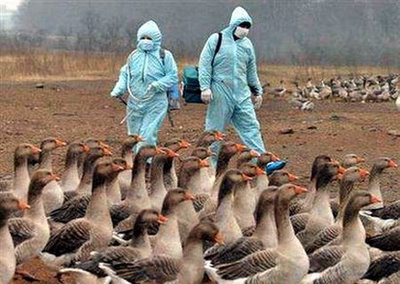 La OMS se preocupa por la gripe aviar